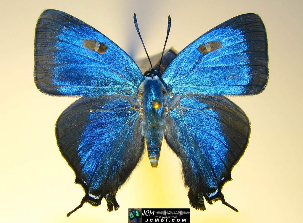 Great Purple Hairstreak male